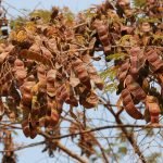 arvore matriz para coleta de sementes angico